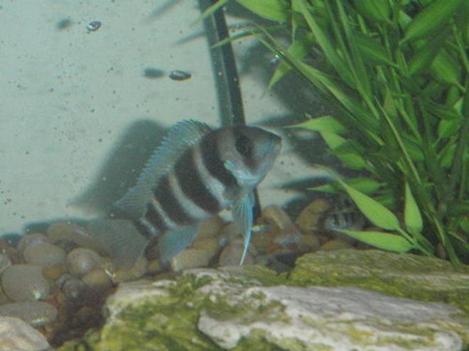 freshwater fish - cyphotilapia frontosa - frontosa cichlid stocking in 55 gallons tank - frontosa juvie