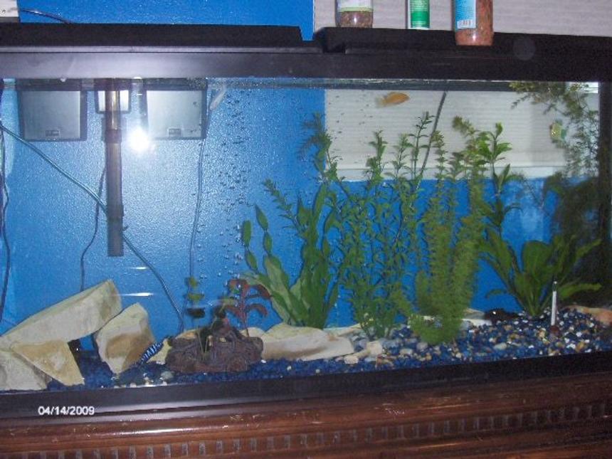Rated #4072: 55 Gallons Freshwater Fish Tank - my tanl
