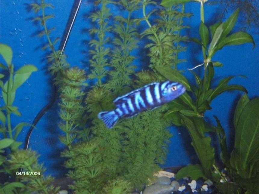 Rated #240: Freshwater Fish - Pseudotropheus Demasoni - Demasoni Cichlid Stocking In 55 Gallons Tank - my demasoni cichlid