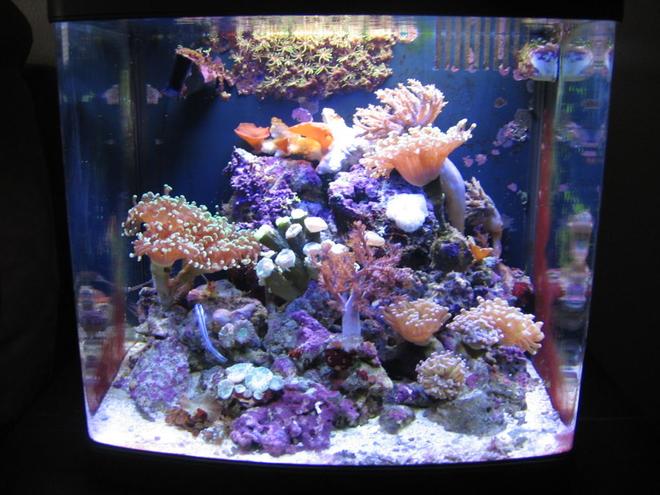 125 gallons reef tank (mostly live coral and fish) - 8g biocube