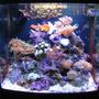 125 gallons reef tank (mostly live coral and fish) - 8g biocube