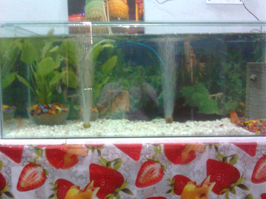 Rated #2199: 70 Gallons Planted Tank - it is my 4 ft aquarium.with discus fish...