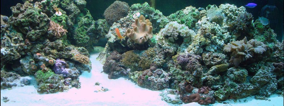 fish tank picture - ..120 gallon reef tank, new to this only 5 months running, so all the advice taken, been doing fresh water for a long time. i have 2 250wat mh 8 pc attinic lighting and an fx5 plus wet dry withh fluidized bed filter for filtration. 130 lbs of live rock, and a 4in live sand bed.