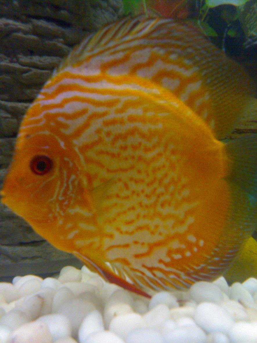 freshwater fish - red map discus stocking in 70 gallons tank - it's my red map discus