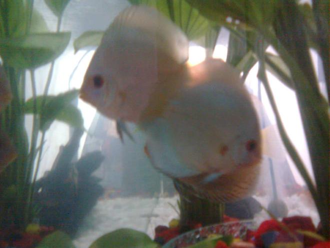 freshwater fish - symphysodon sp. - blue diamond discus stocking in 70 gallons tank - the blue diamond pair