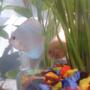 freshwater fish - symphysodon sp. - blue diamond discus stocking in 70 gallons tank - the little at behind is red and white juvenile discus...