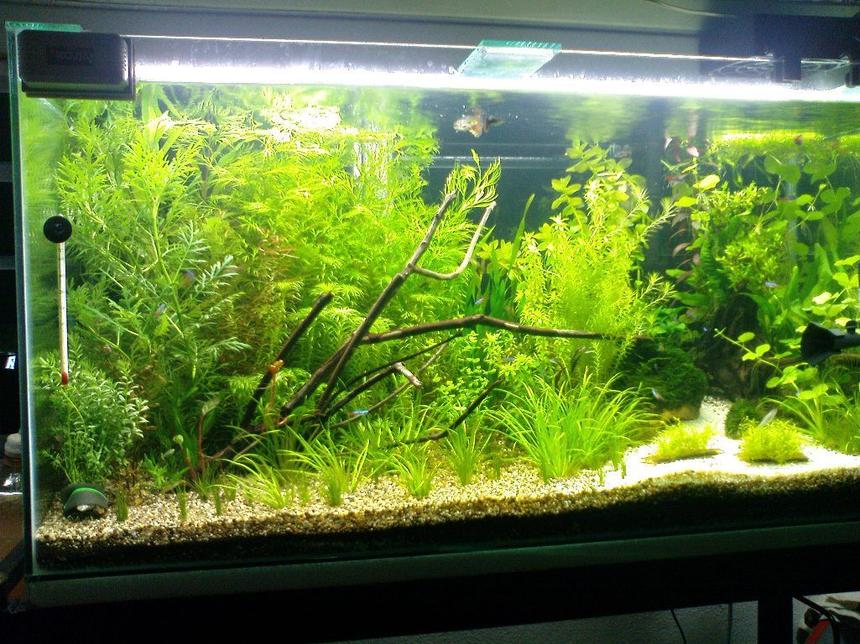 Rated #48: 30 Gallons Planted Tank - Set up 2 months ago