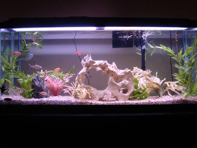 55 gallons freshwater fish tank (mostly fish and non-living decorations) - 55 Gallon Lighting On