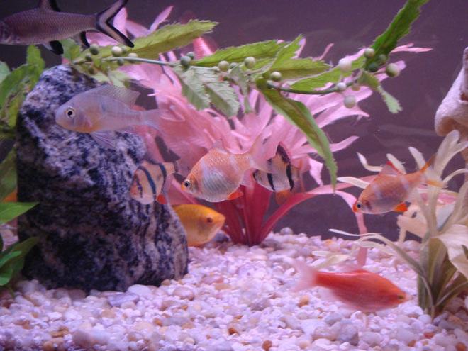 freshwater fish - puntius tetrazona - tiger barb stocking in 55 gallons tank - Close Up 1