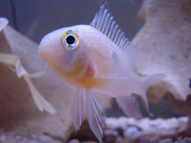freshwater fish - microgeophagus altispinosa - bolivian ram stocking in 55 gallons tank - Bolivian Ram Close Up
