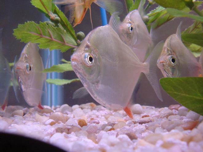 freshwater fish - metynnis argenteus - silver dollar stocking in 55 gallons tank - Nervous Silver Dollars