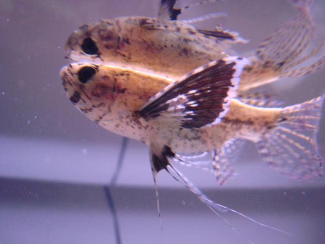 freshwater fish - pantodon buchholzi - african butterflyfish stocking in 55 gallons tank - African Butterfly Fish Close Up