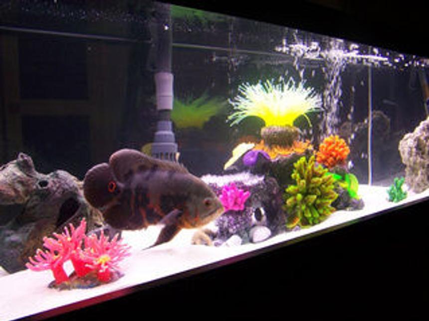 Rated #137: Freshwater Fish - Astronotus Ocellatus - Tiger Oscar Stocking In 33 Gallons Tank - 33 gallon long. setup as  a room divider. Is veiwable from 360 deg. Home to
, 2 Blue Peacock Cichlid
1 Leopard Picus, 2 Yellow labs and two orange labs, 1 feeder as of photo lol
3 different Reef Inserts, and misc sea decor, Dual Corallife t5 48" lights  24" inch Blacklight  Fuval 405 filter with sub Heater, dual glass covers, white marine sand. Bottom  frame border