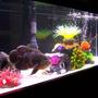 freshwater fish - astronotus ocellatus - tiger oscar stocking in 33 gallons tank - 33 gallon long. setup as a room divider. Is veiwable from 360 deg. Home to , 2 Blue Peacock Cichlid 1 Leopard Picus, 2 Yellow labs and two orange labs, 1 feeder as of photo lol 3 different Reef Inserts, and misc sea decor, Dual Corallife t5 48" lights 24" inch Blacklight Fuval 405 filter with sub Heater, dual glass covers, white marine sand. Bottom frame border