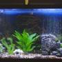 55 gallons planted tank (mostly live plants and fish) - my freshwater tank
