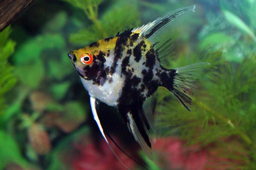 Rated #124: Freshwater Fish - Pterophyllum Sp. - Koi Angel Stocking In 130 Gallons Tank - A nice little angel I bought from the local fish store.