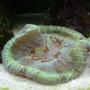 corals inverts - trachyphyllia geoffroyi - brain coral, trachyphyllia stocking in 14 gallons tank - My Brain Coral