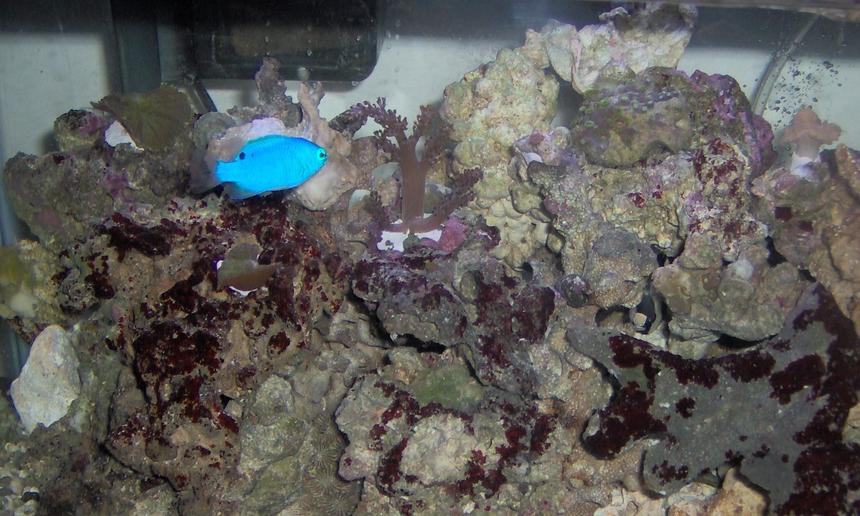 Rated #88: Saltwater Fish - Chrysiptera Cyanea - Blue Damselfish Stocking In 10 Gallons Tank - Blus Damsel, Kenya Tree, Leather Coral and Zoo's