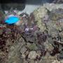 saltwater fish - chrysiptera cyanea - blue damselfish stocking in 10 gallons tank - Blus Damsel, Kenya Tree, Leather Coral and Zoo's