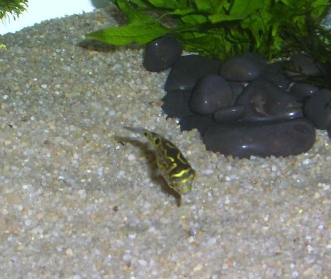 freshwater fish - tetraodon biocellatus - figure 8 puffer stocking in 35 gallons tank - Figure Eight Puffer Fish