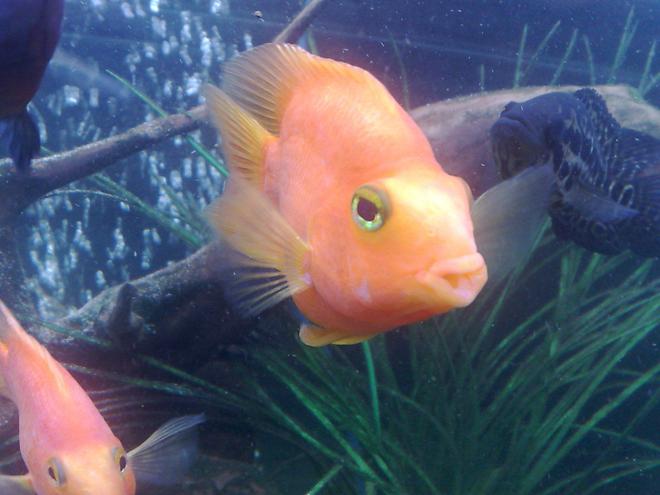 freshwater fish - heros severus x amphilophus citrinellum - blood parrot stocking in 121 gallons tank - pic of my parrot fish with jag in background