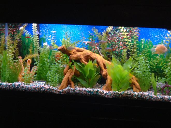 55 gallons freshwater fish tank (mostly fish and non-living decorations) - Your average 55 gallon fresh water aquarium.