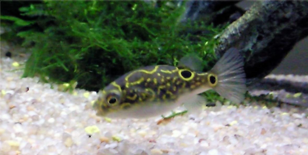 freshwater fish - tetraodon biocellatus - figure 8 puffer stocking in 35 gallons tank - figure eight puffer fish