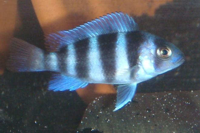 freshwater fish - cyphotilapia frontosa - frontosa cichlid stocking in 55 gallons tank - baby front