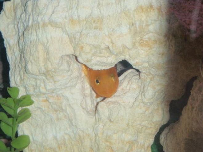 freshwater fish stocking in 55 gallons tank - peek a boo