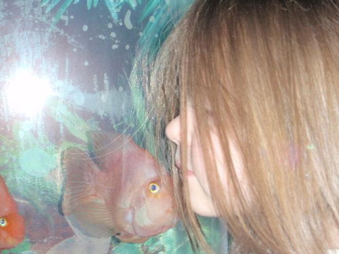 freshwater fish stocking in 55 gallons tank - kissy kissy. this fish "DORA"only comes up to my daughter....