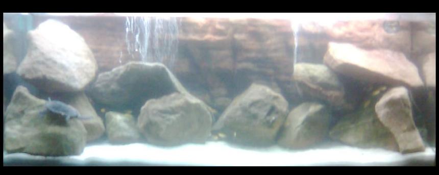 Rated #3406: 55 Gallons Freshwater Fish Tank - My Malawi Tank ;D