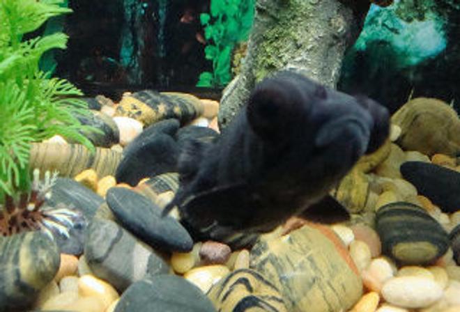 freshwater fish - carassius auratus - black moor goldfish stocking in 55 gallons tank - Boobler, the Black Moor