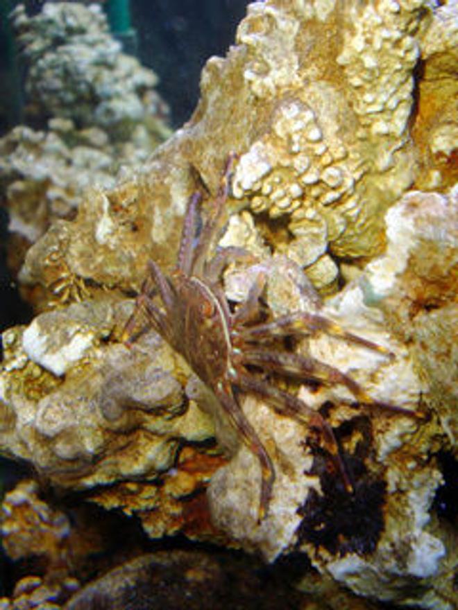 corals inverts - percnon gibbesi - sally lightfoot crab stocking in 55 gallons tank - Crabcakes!