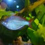 freshwater fish - melanotaenia praecox - praecox rainbow stocking in 30 gallons tank - Praecox Rainbow