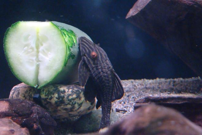 freshwater fish - panaque nigrolineatus - gold royal pleco (l-027) stocking in 45 gallons tank - royal pleco munchin on some cucumber.