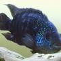 freshwater fish - nandopsis octofasciatum - jack dempsey stocking in 150 gallons tank - 5 Years Old Jack Dempsey