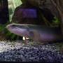 freshwater fish - polypterus senegalus - cuvier bichir stocking in 150 gallons tank - Grey Bichir