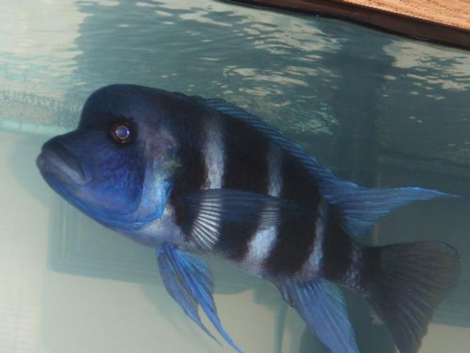 freshwater fish - cyphotilapia frontosa - frontosa cichlid stocking in 55 gallons tank - Mr. Big