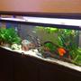 125 gallons freshwater fish tank (mostly fish and non-living decorations)