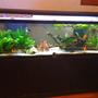 fish tank picture
