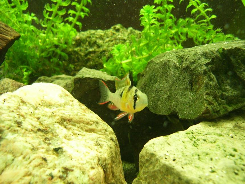 Rated #133: Freshwater Fish - Microgeophagus Altispinosa - Bolivian Ram Stocking In 150 Gallons Tank - Bolivian Ram