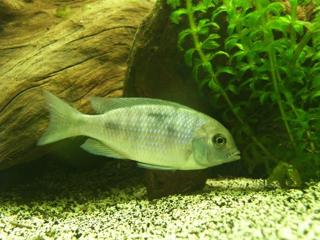 freshwater fish - cyrtocara moorii - blue dolphin cichlid stocking in 150 gallons tank - Malawi Blue Dolphin - Juvenile