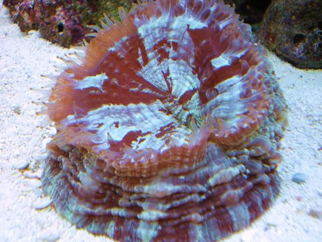 corals inverts - acanthophyllia deshayesiana - doughnut coral stocking in 55 gallons tank - doughnut coral