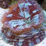 corals inverts - acanthophyllia deshayesiana - doughnut coral stocking in 55 gallons tank - doughnut coral