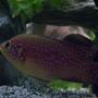 freshwater fish - hemichromis lifalili - lifalili cichlid stocking in 150 gallons tank - Hemichromis Lifalili - Female