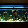 55 gallons reef tank (mostly live coral and fish) - 55 gallon reef tank 22 corals and 6 fish