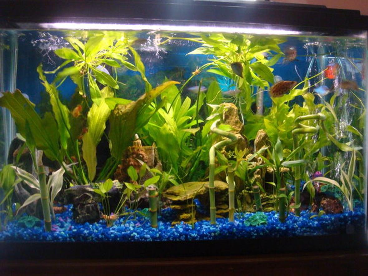 30 gallons planted tank (mostly live plants and fish) - 30 gallon