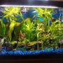 30 gallons planted tank (mostly live plants and fish) - 30 gallon