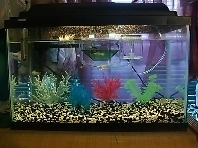 10 gallons freshwater fish tank (mostly fish and non-living decorations) - My Tank with my pretty fish!