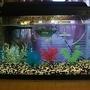 10 gallons freshwater fish tank (mostly fish and non-living decorations) - My Tank with my pretty fish!